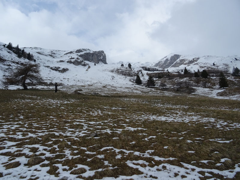 orme di orso su neve.......(Ursus arctos)